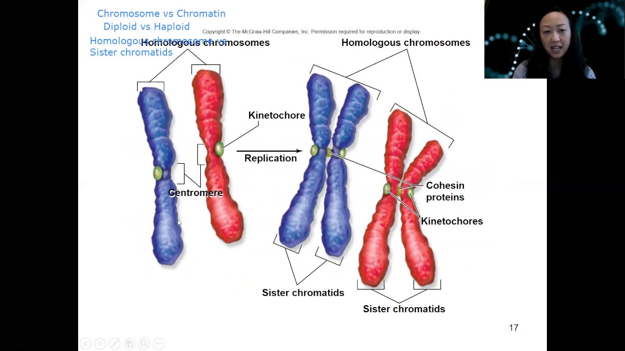 Chapter 10 video #1 Cell division - YouTube
