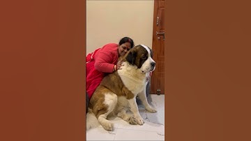 Indian Moms after saying NO to a dog ❤️🧿