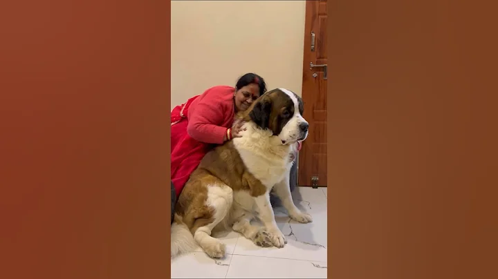 Indian Moms after saying NO to a dog ❤️🧿 - DayDayNews