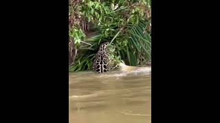 BUAYA VS MACAN TUTUL || SIAPA YANG MENANG  #diluarbatas #ilmupenting #misteri #wawasanglobal