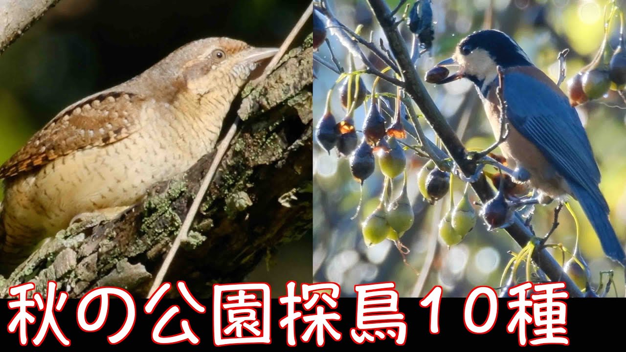 10月27日 北本自然観察公園探鳥 アリスイが居たよ