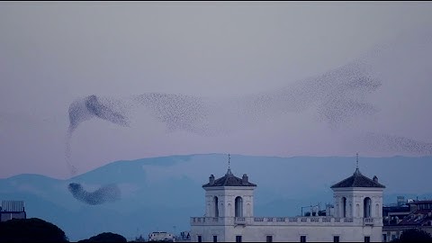 Amazing Starlings Murmuration