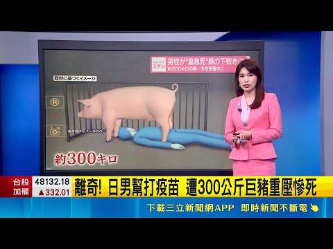 Bizarre Death at Japanese Pig Farm! Man Crushed to Death by 300kg Hog While Administering Vaccine...