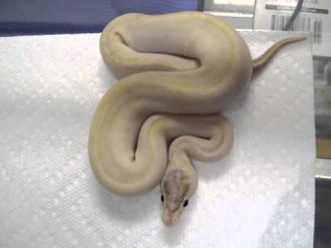 ivory ball python
