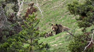 Twin Grizzly Cubs & Mum - Yellowstone National Park