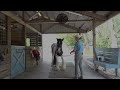 Teaching our Horse to Stand Quietly