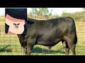 I am one with the bull