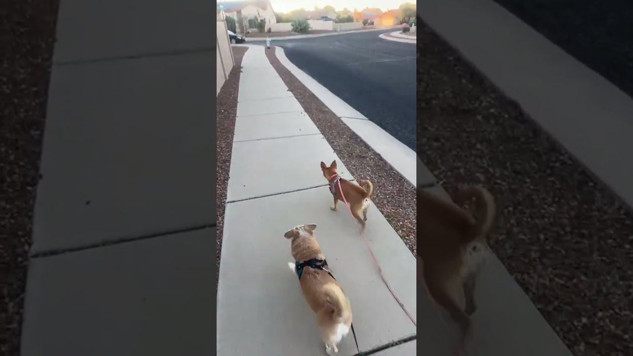 Cute Dog FOX LIVE! Chilly Evening Walk Around the Block 