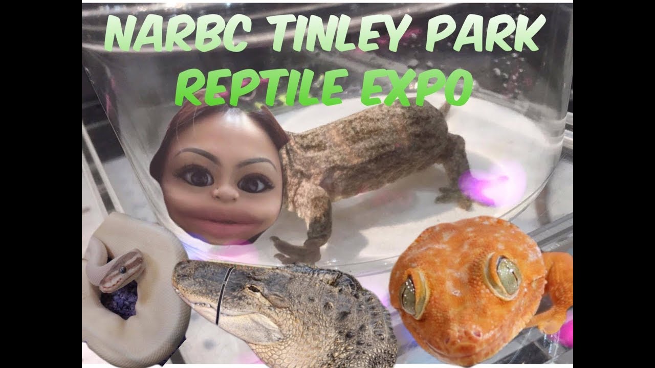 Tinley Park Reptile Expo Oct 2017! YouTube