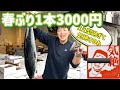 （画質修正版）『気絶するぐらい良型、春ぶりが熱い！』#激安  #魚屋　#相木魚問屋 #敦賀   8/4/21
