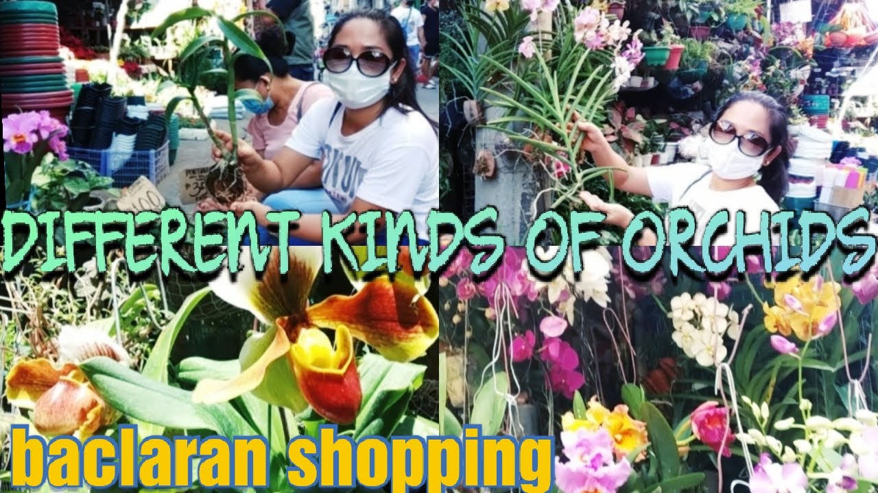 MURA BILIHAN NG ORCHIDS SA BACLARAN+PRICE NG MGA HALAMAN|Thecampbells Madhouse