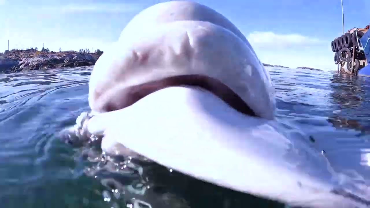 Membership Intro | OneWhale.org