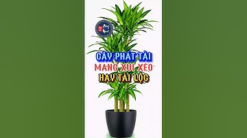 Cây phát tài mang đến tài lộc hay xui xẻo cho gia chủ#phongthuyphuongminh#cayphongthuy#cayphattai