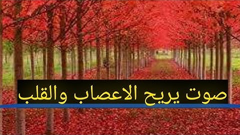 سورة فصلت 💝 صوت مريح للقلب 💚💚