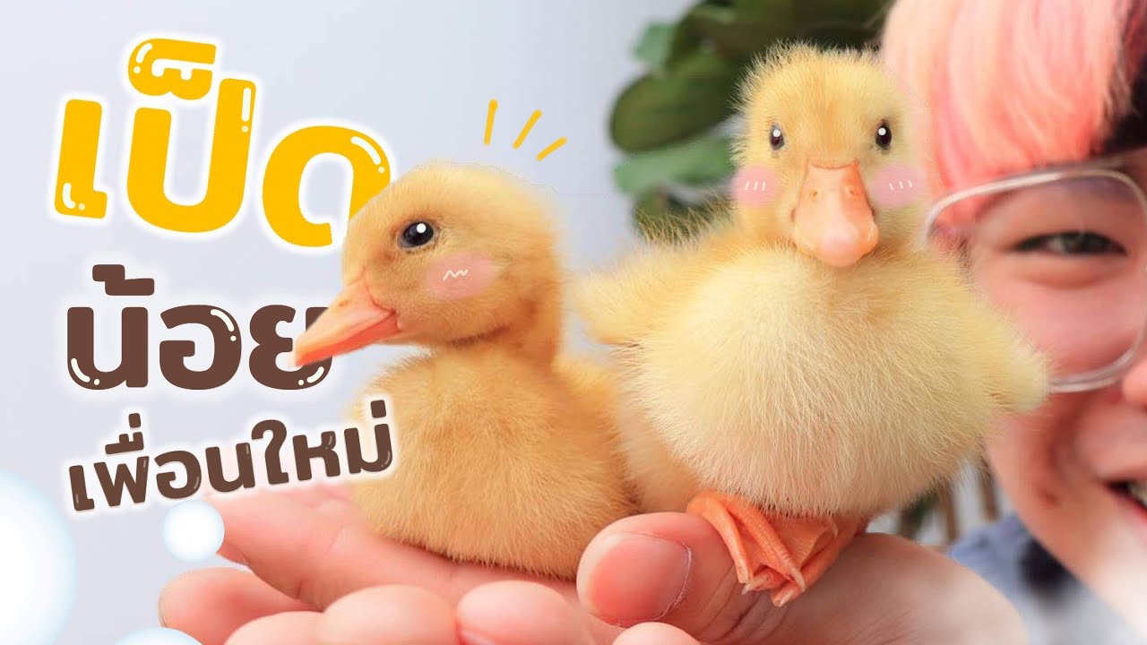 ลูกเป็ดน้อย!! เอาลูกเป็ดมาเลี้ยง ก๊าบ ก๊าบ ก๊าบบ - YouTube