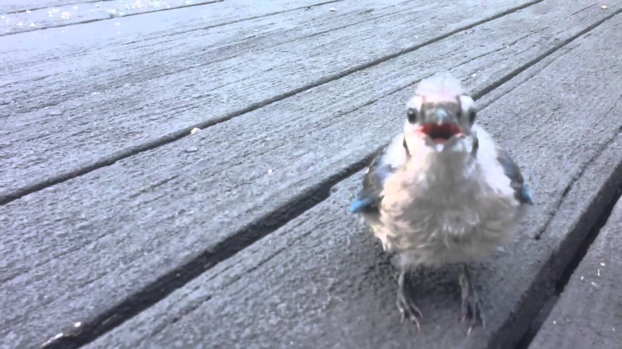 Baby Blue Jay Hand Feeding Youtube