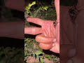 Cricket 🦗 #crab #fish #scorpion #millipede #monkey #shorts #frog #dogs #insects #nature