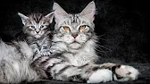 Мир Николая Шаповал