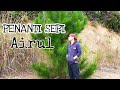 Penanti sepiairul official music