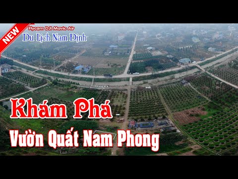 Toàn Cảnh Vườn Quất Đào Nam Phong🌺Sắc Xuân Thành Nam🔴Khám Phá Cuộc Sống  Nam Định⏰ - YouTube