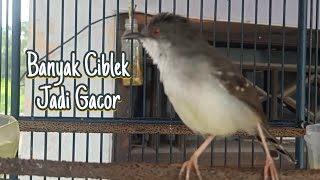 Download Lagu ciblek semi gacor nembak RAPET bikin ciblek semi lain ikut gacor MP3