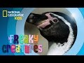 Penguin Behavior and Environment