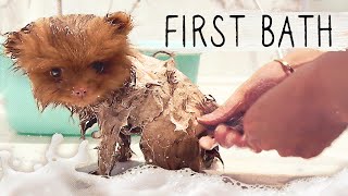 Puppy's first bath and getting to know other pets!