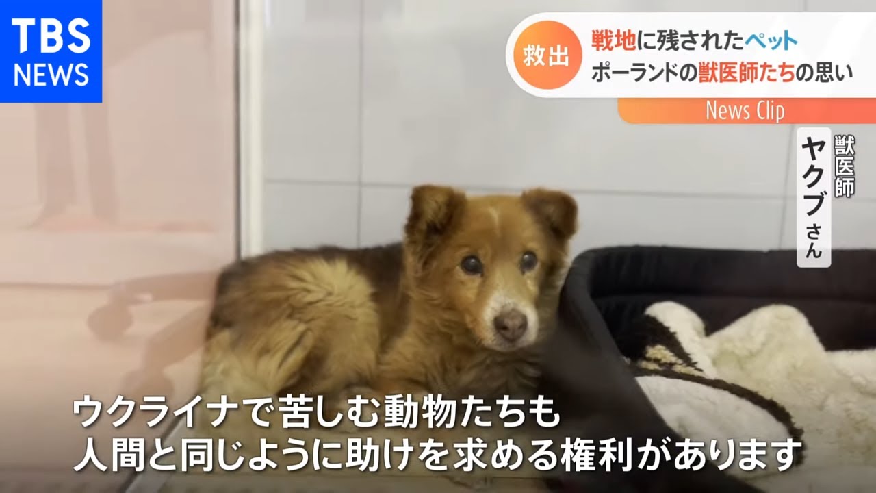 戦地に残されたペット ポーランドの獣医師たちの思い Youtube