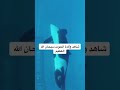 ولادة الحوت   