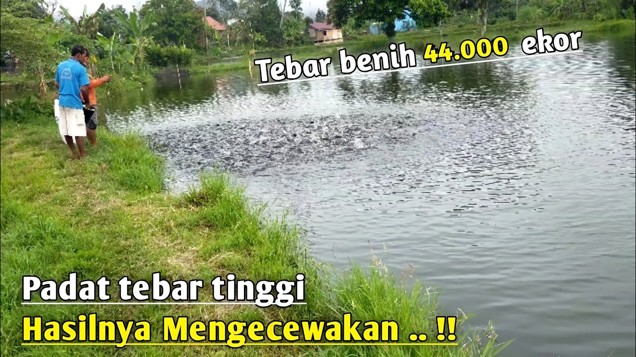 Tebar ideal ikan nila kolam tanah || jumlah pakan ikan nila sampai panen