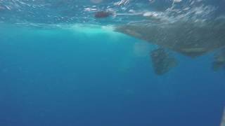 Shark Cage diving on North Shore Hawaii