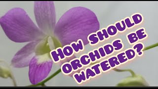 Media pembelajaran audio listening procedure text Anggrek Orchid