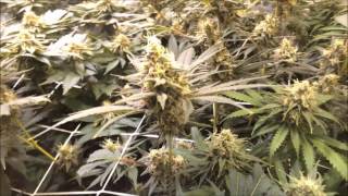 Site A - Closet Grow - Day 42 Flower