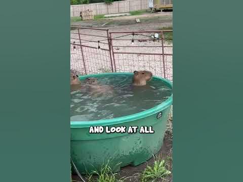 Cleaning the capybara pool! - YouTube