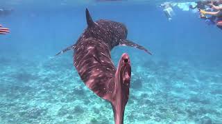 Swimming with Whale Sharks - The Maldives