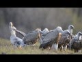 Гриф vulture- король падальщиков