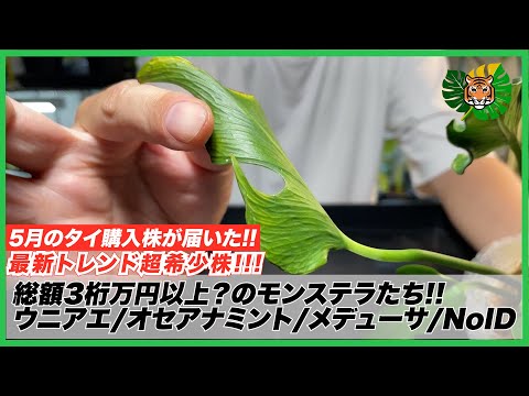 Monstera] Total value over XXX million yen?? Trendy and rare