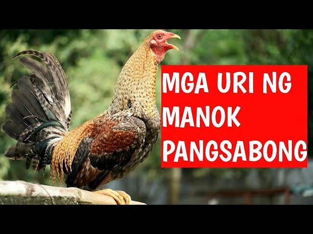 Mga Ibat Ibang Lahi Ng Manok Bahagi Naibenta - vrogue.co