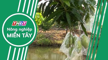Tiền Giang phát triển thương hiệu xoài cát Hòa Lộc | Nông nghiệp Miền Tây