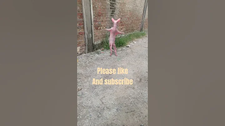 Video 10755331: sphynx cat cute dance, cutekitten, funnycats, cutecat, kitten