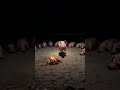 MYSTERIOUS Pig Ritual Around Campfire! Strangest Animal Behavior Caught on Camera 🐷🔥