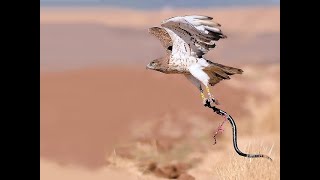 Celebrity Eagle vs Snake  The Ultimate Showdown Net Worth