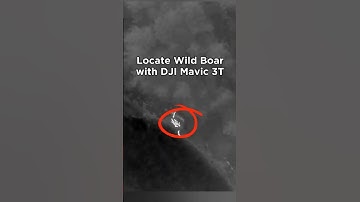 Can You Spot the Wild Boar? Nighttime Thermal Imaging with DJI Mavic 3T 🔍  #djiinnovation