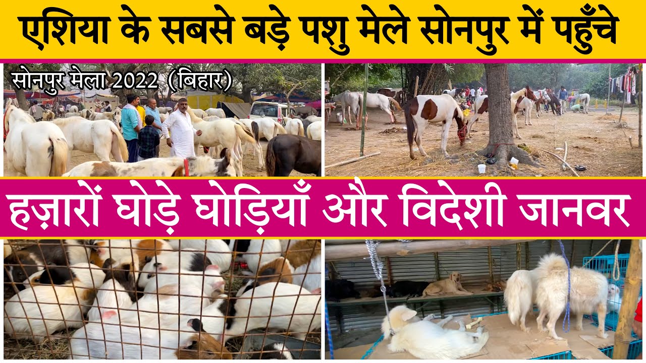 एशिया के सबसे बड़े पशु मेले सोनपुर में पहुँचे हज़ारों घोड़ा घोड़ी और विदेशी जानवर Sonepur Mela 2022