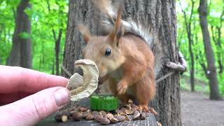 Голодная белка / Hungry squirrel
