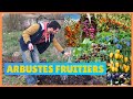 Quels arbustes fruitiers peuton bouturer  arbustesbuissons fruitiers faciles  bouturer