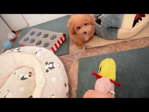 堺市のペットショップのティータイニープードルペットNo.240802の子犬動画サムネイル