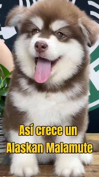 ¡Así es como crece un Alaskan Malamute!