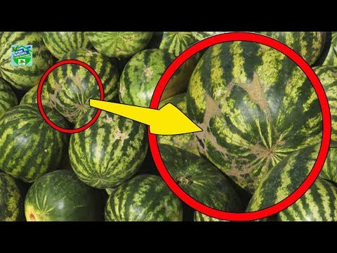 Video: How To Choose A Juicy Ripe Watermelon