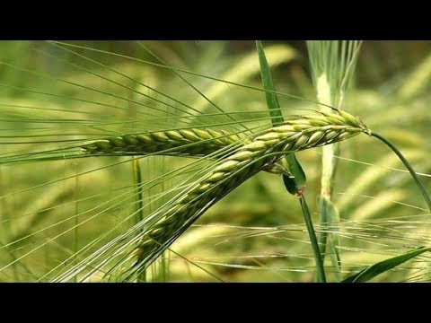 Видео: Тритикале сайн өвс хийдэг үү?